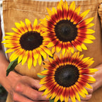 Tiger Eye Sunflower