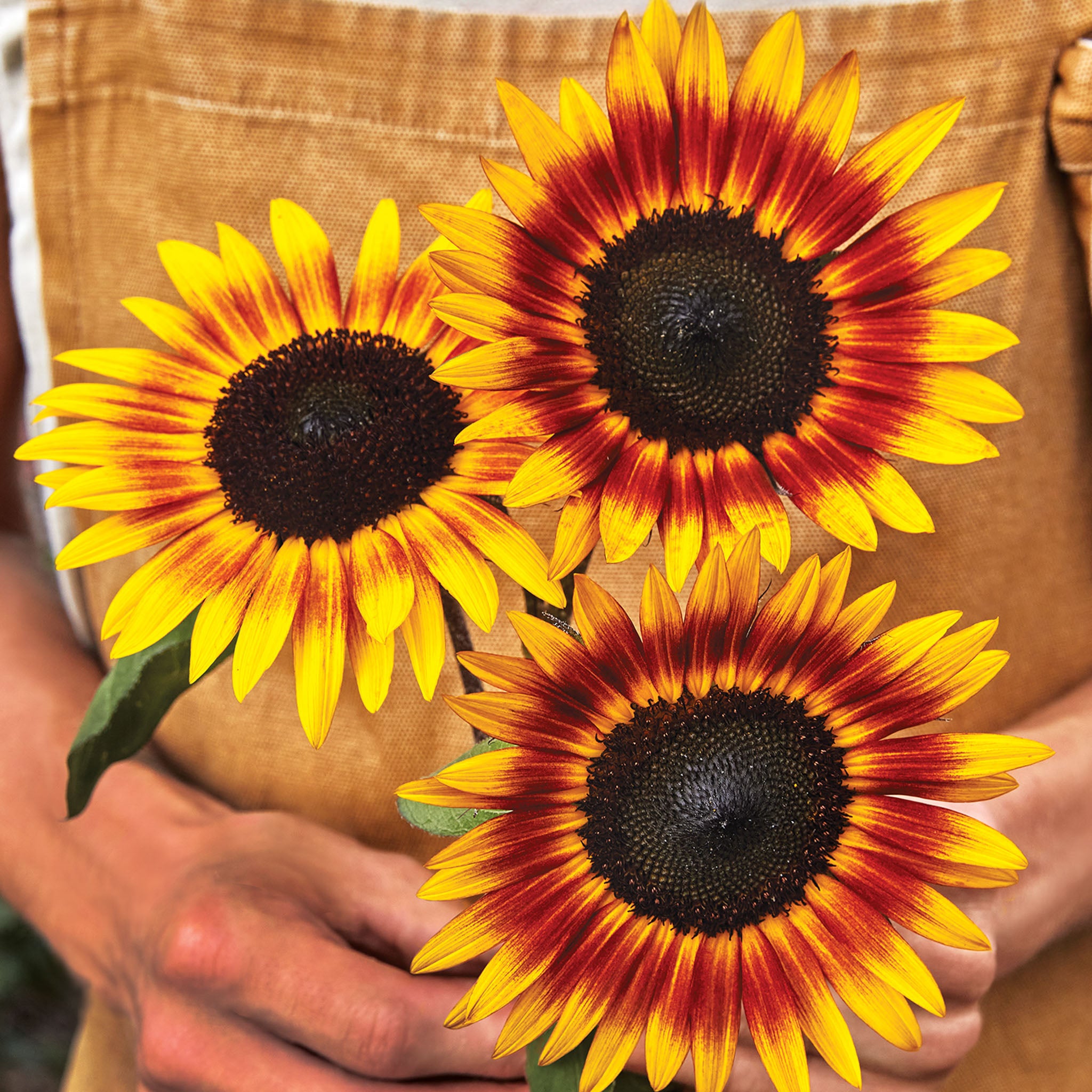 Tiger Eye Sunflower