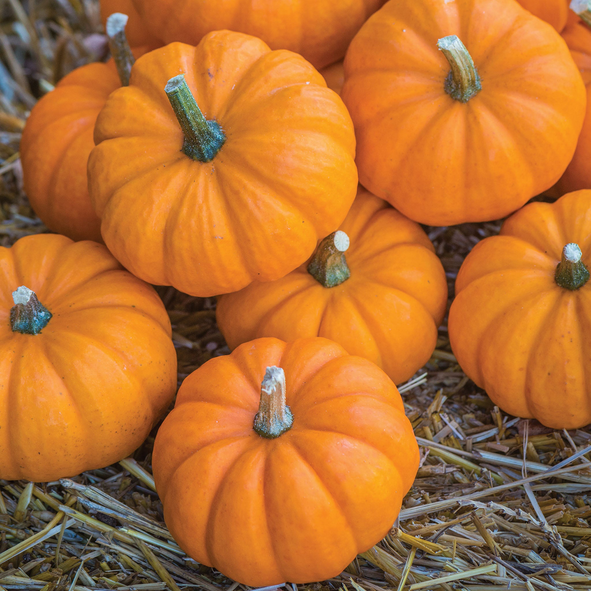Jack Be Little Pumpkin