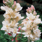 The Pearl Tuberose Bulbs