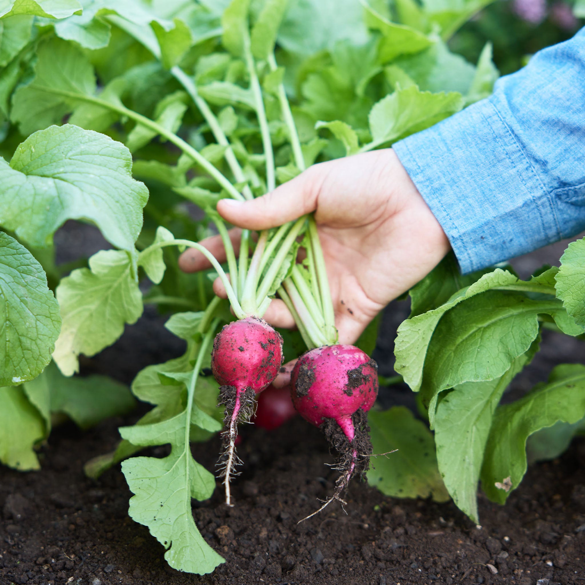 Fabuloso Radish