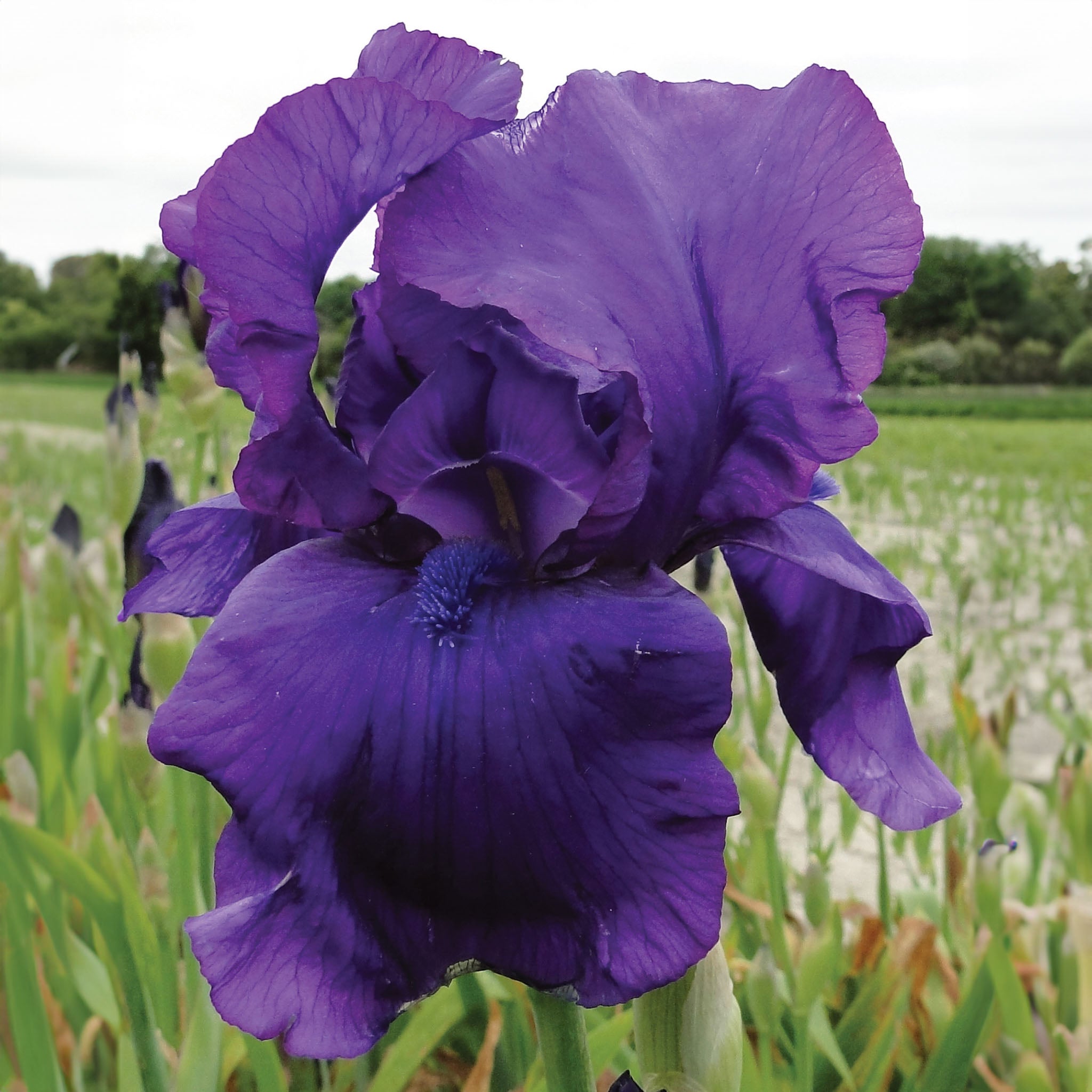 Matinata Iris Bare Roots
