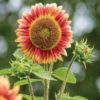 Candy Mountain Sunflower