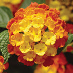 Landmark Citrus Lantana