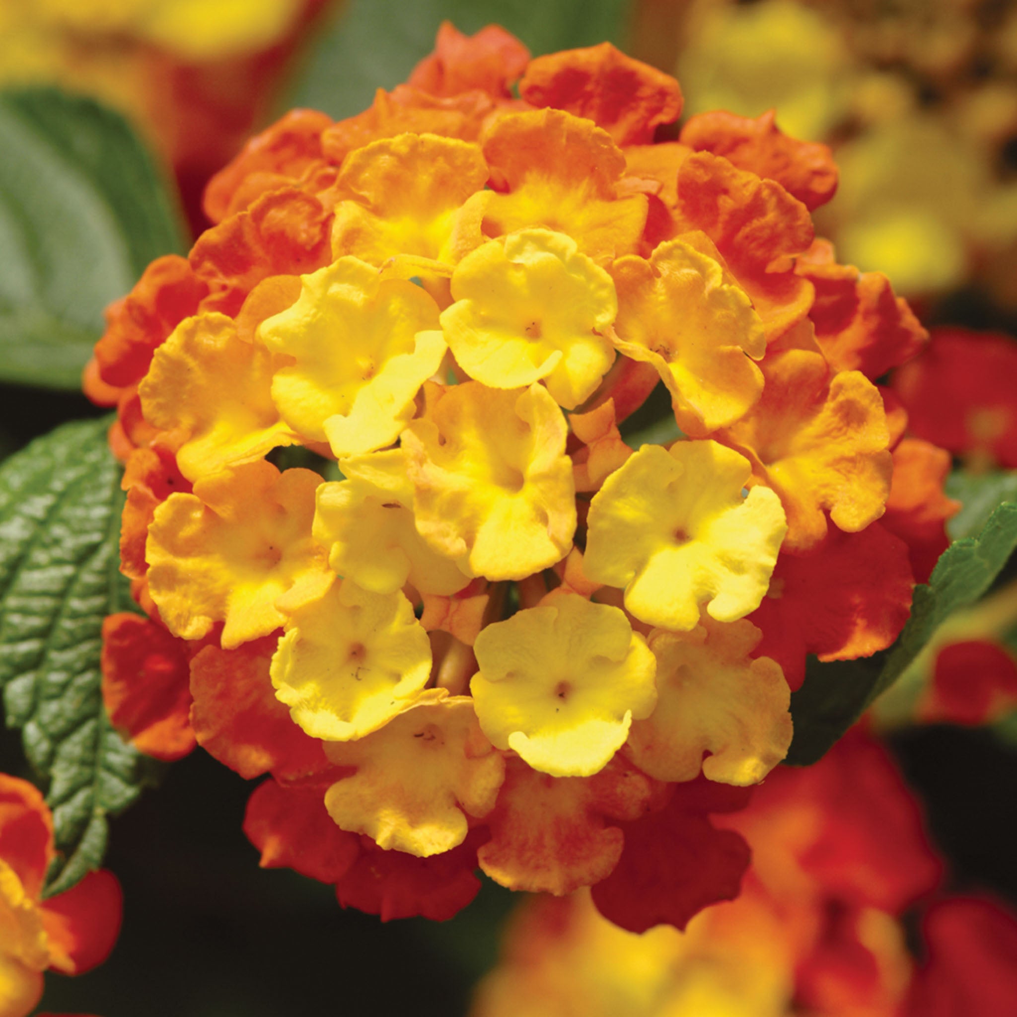 Landmark Citrus Lantana