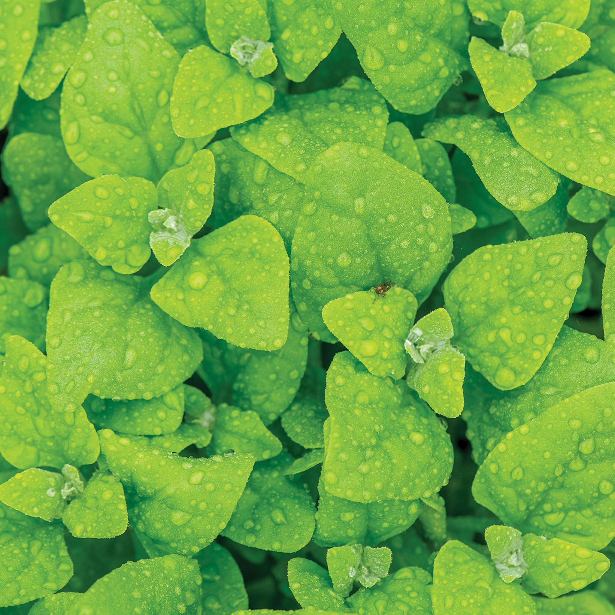 New Zealand Spinach