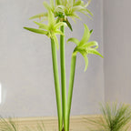 Evergreen Cybister Amaryllis Bulb