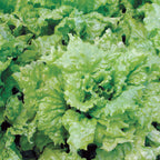 Black Seeded Simpson Lettuce