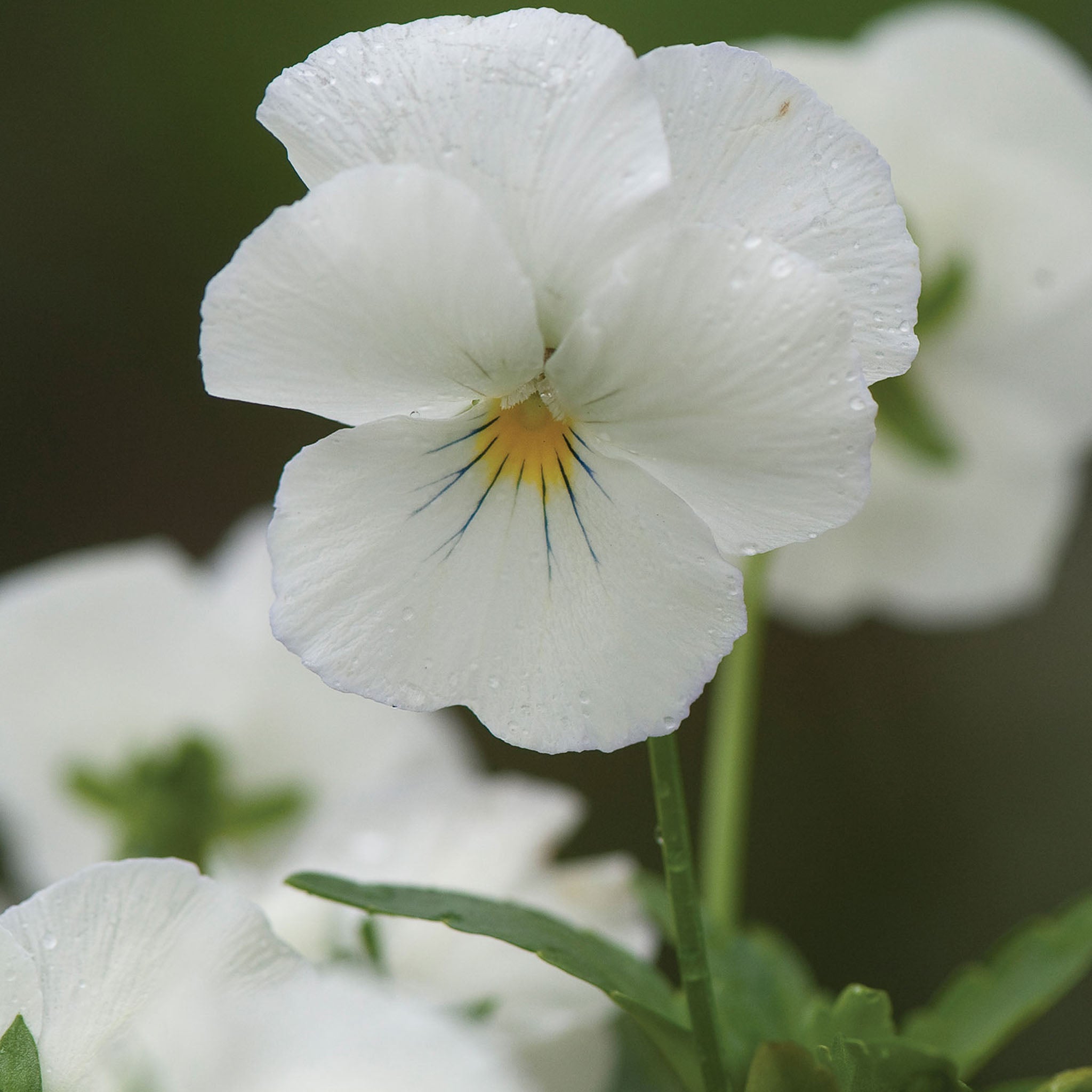 Plentifall White Spreading Pansy