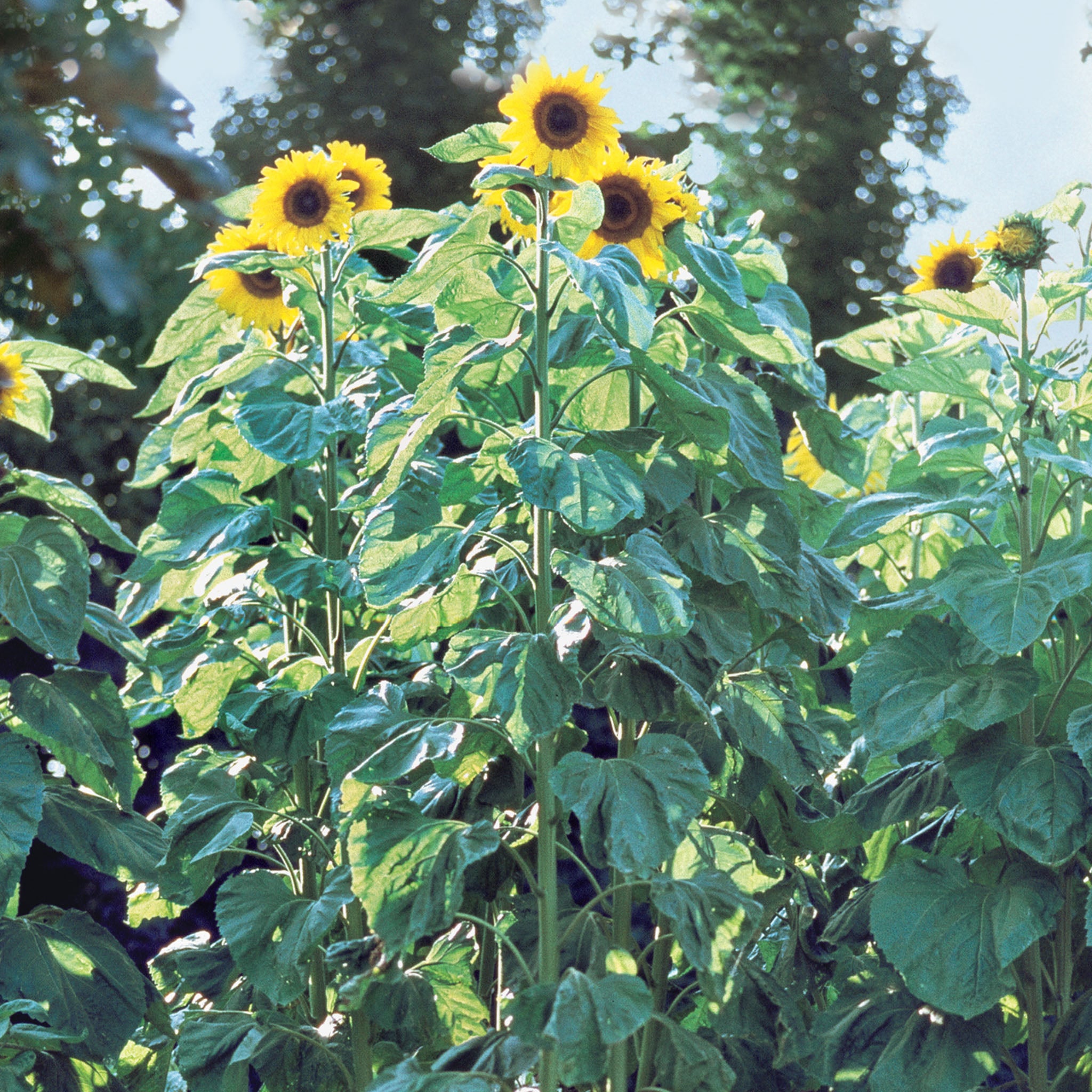 American Giants Sunflower