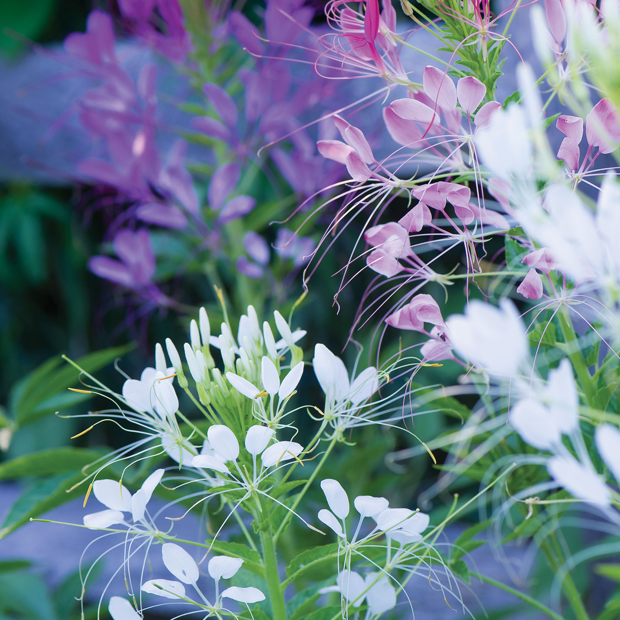 Queen Mixed Colors Cleome