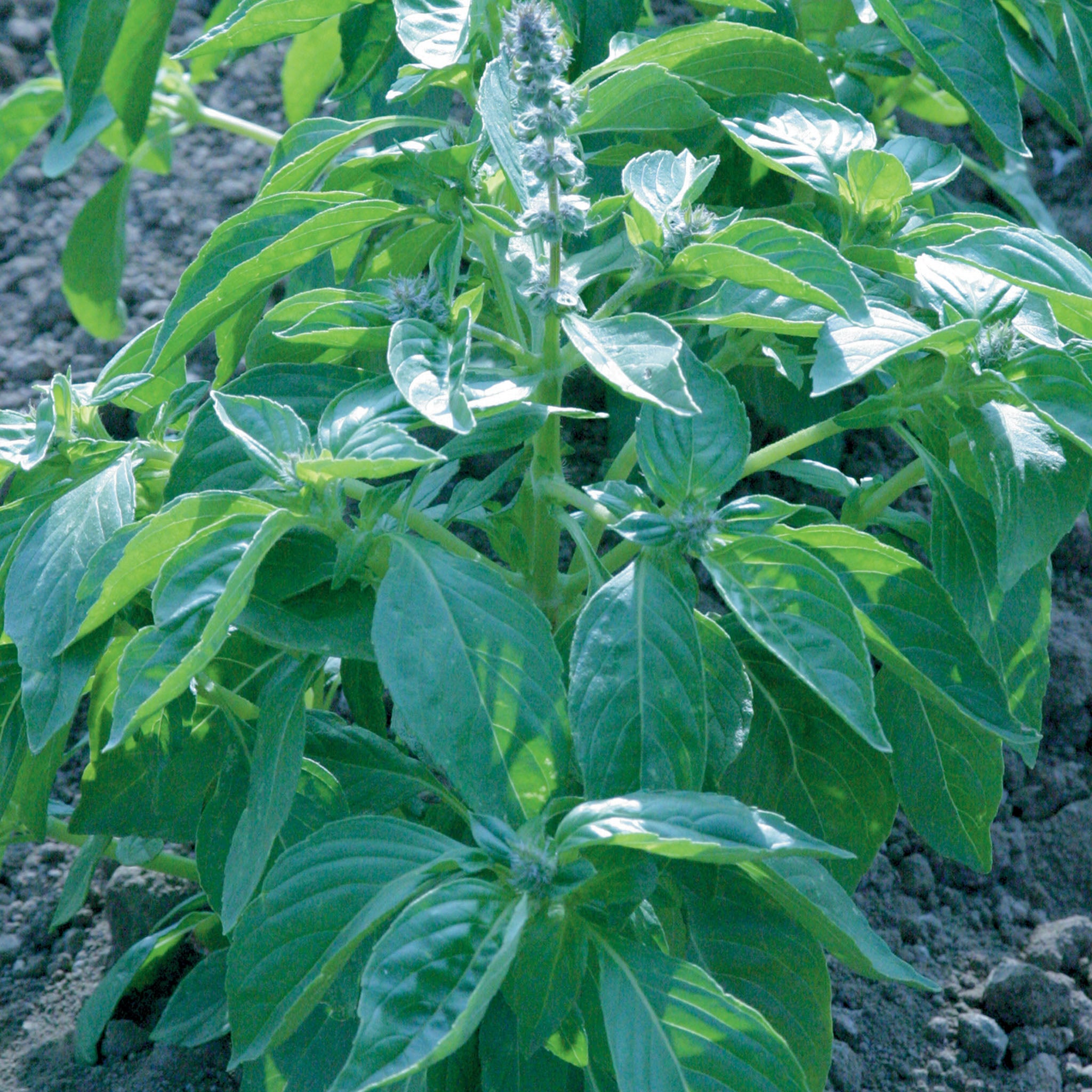Lemon Basil