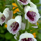 Pams Choice Foxglove