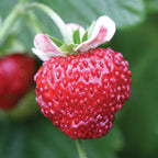 Mignonette Strawberry