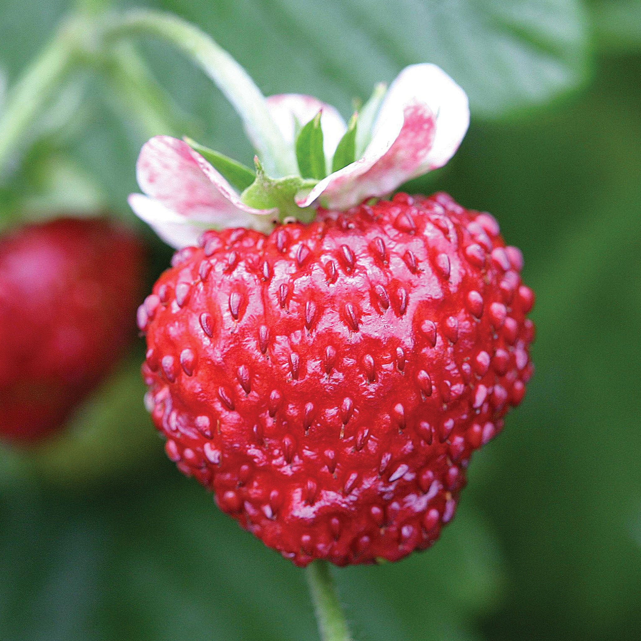 Mignonette Strawberry