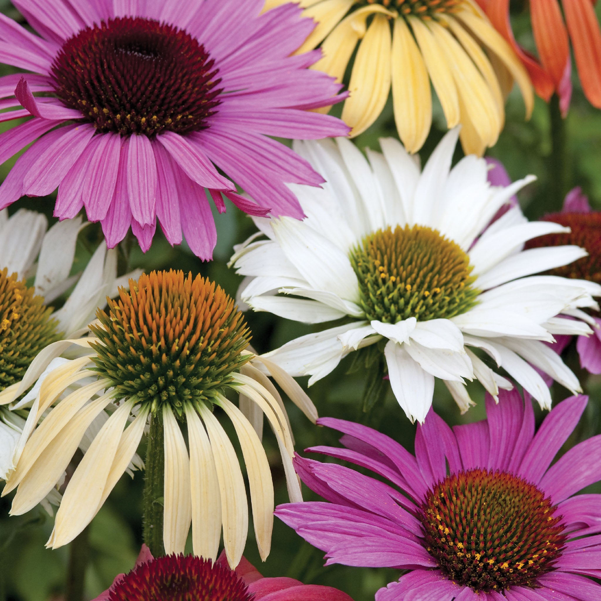 Paradiso Mix Echinacea