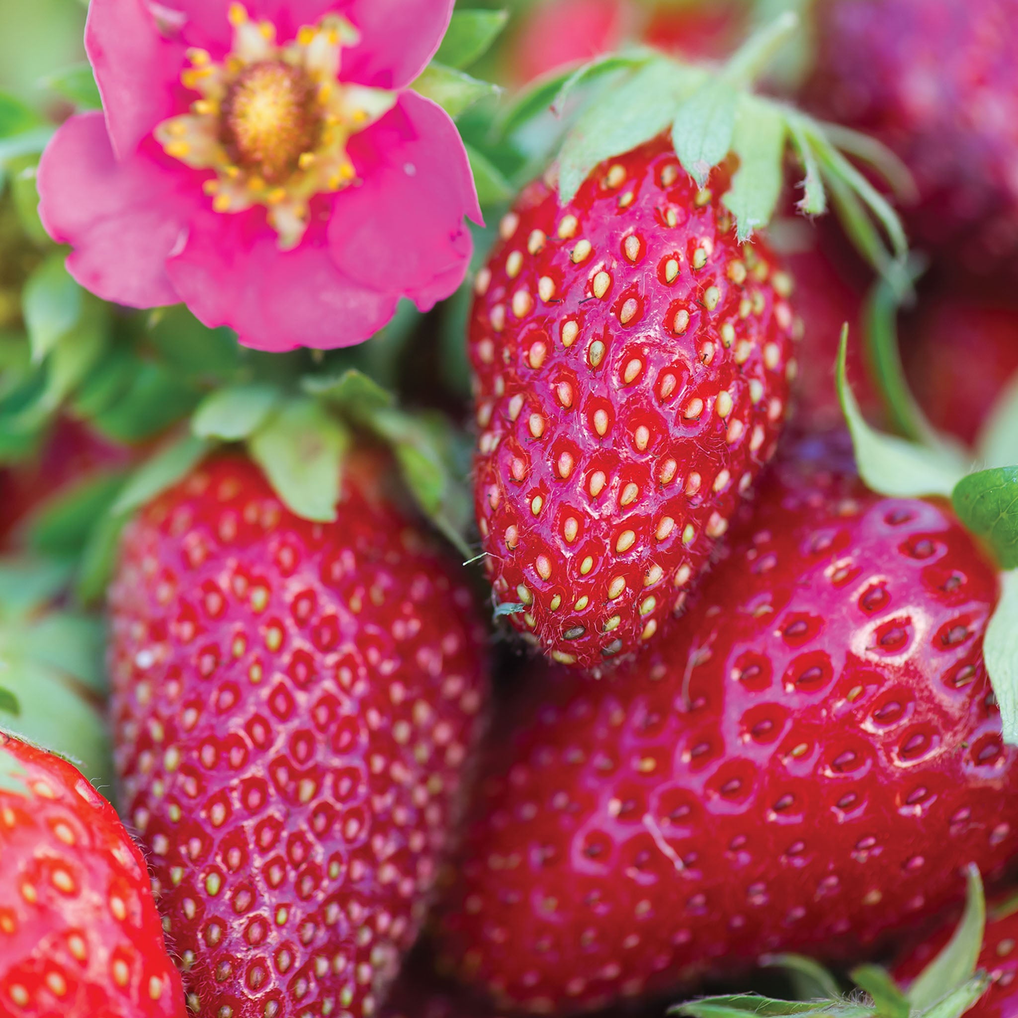 Tristan Strawberry