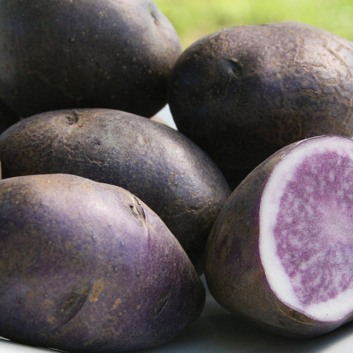 All Blue Potato Tubers