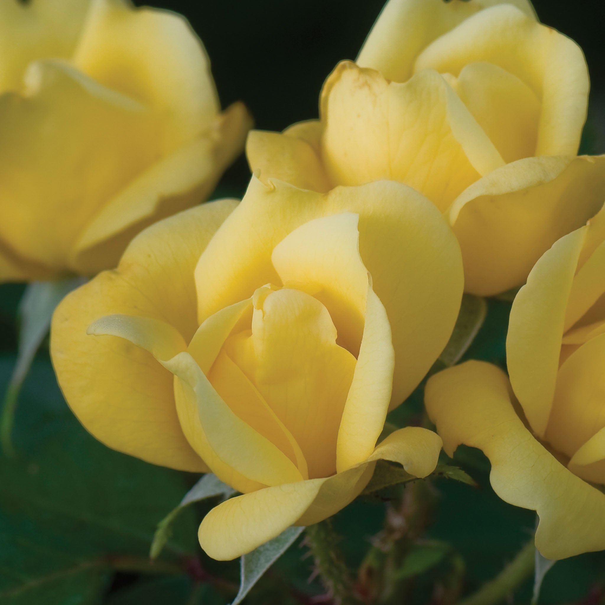 The Sunny Knock Out Rose Bare Root