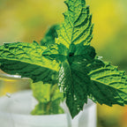 Mojito Mint