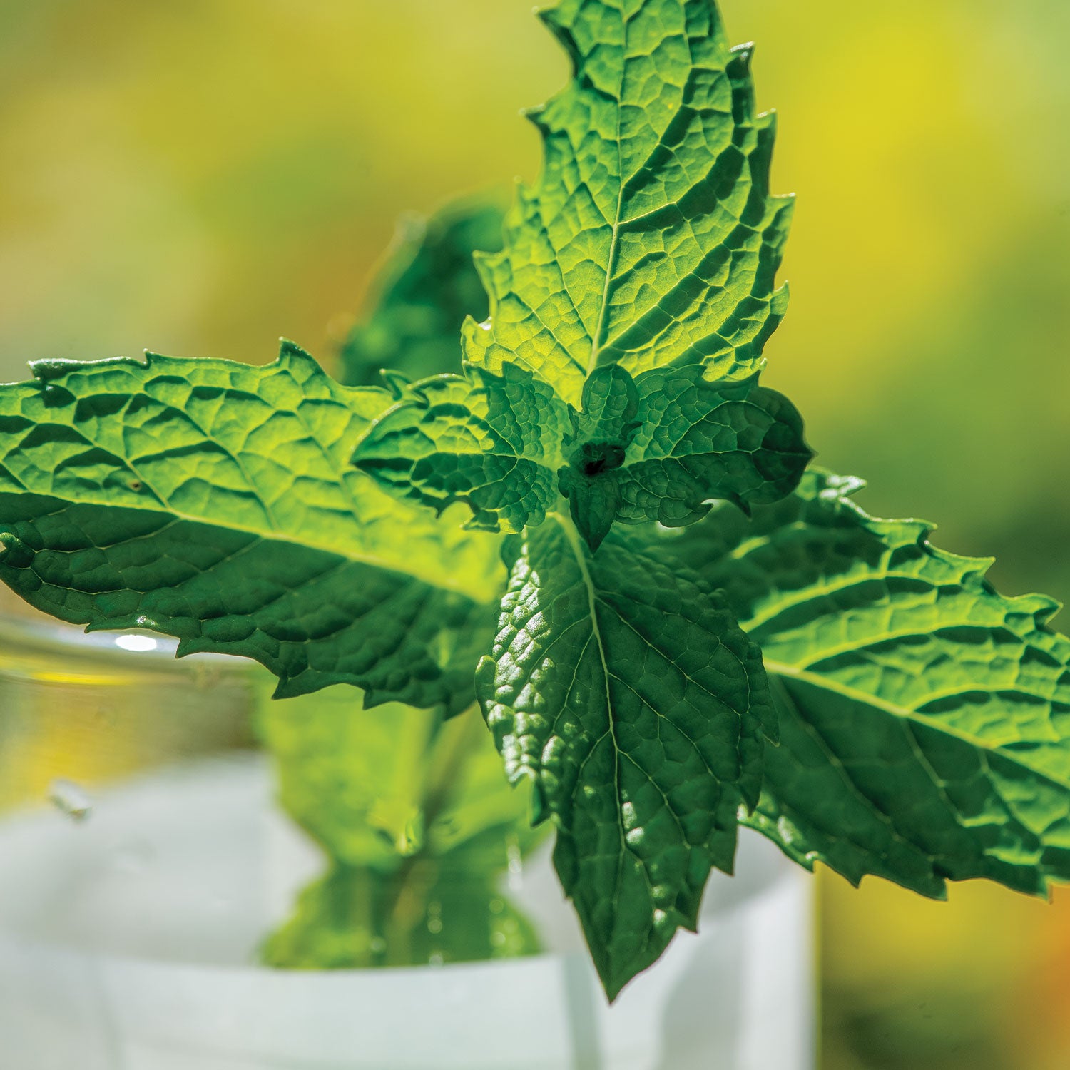 Mojito Mint