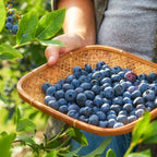 Bluejay Blueberry