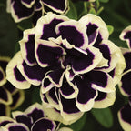 Midnight Gold Petunia