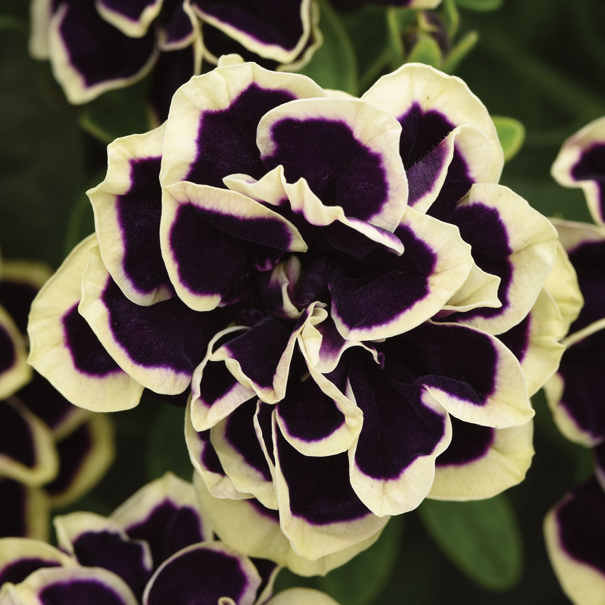 Midnight Gold Petunia