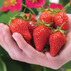Toscana Strawberry