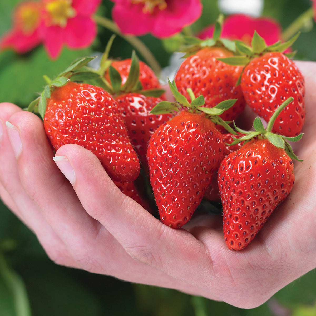 Toscana Strawberry