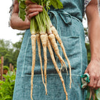Hollow Crown Parsnip