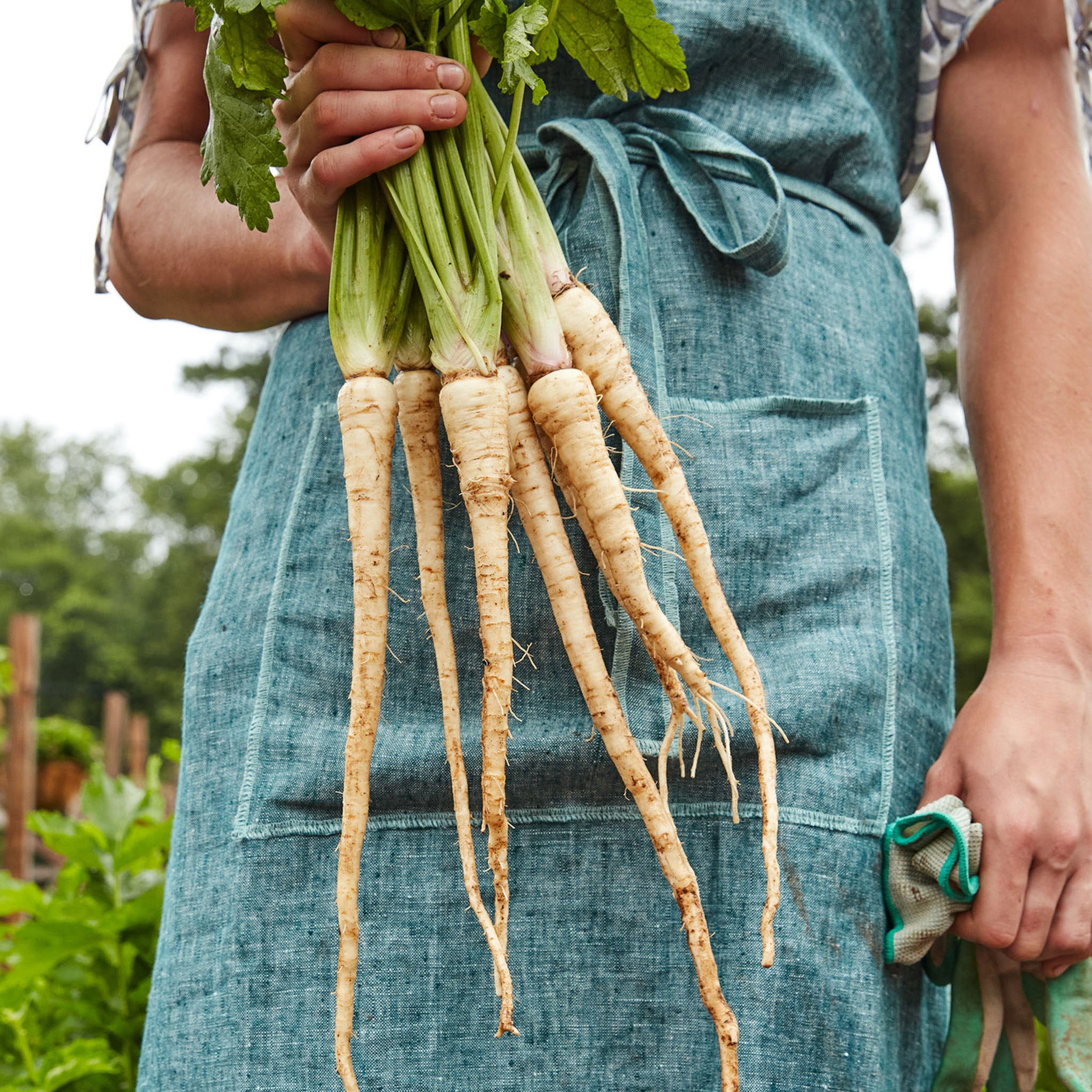 Hollow Crown Parsnip