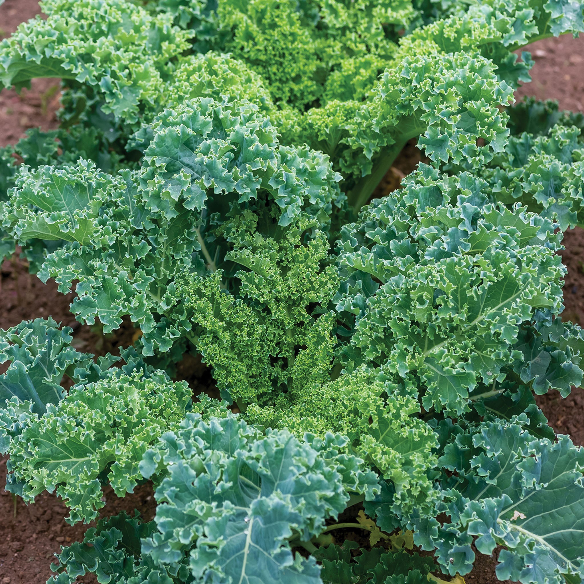 Dwarf Blue Curled Vates Kale