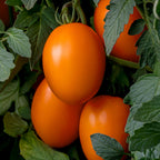 Vivacious Tomato
