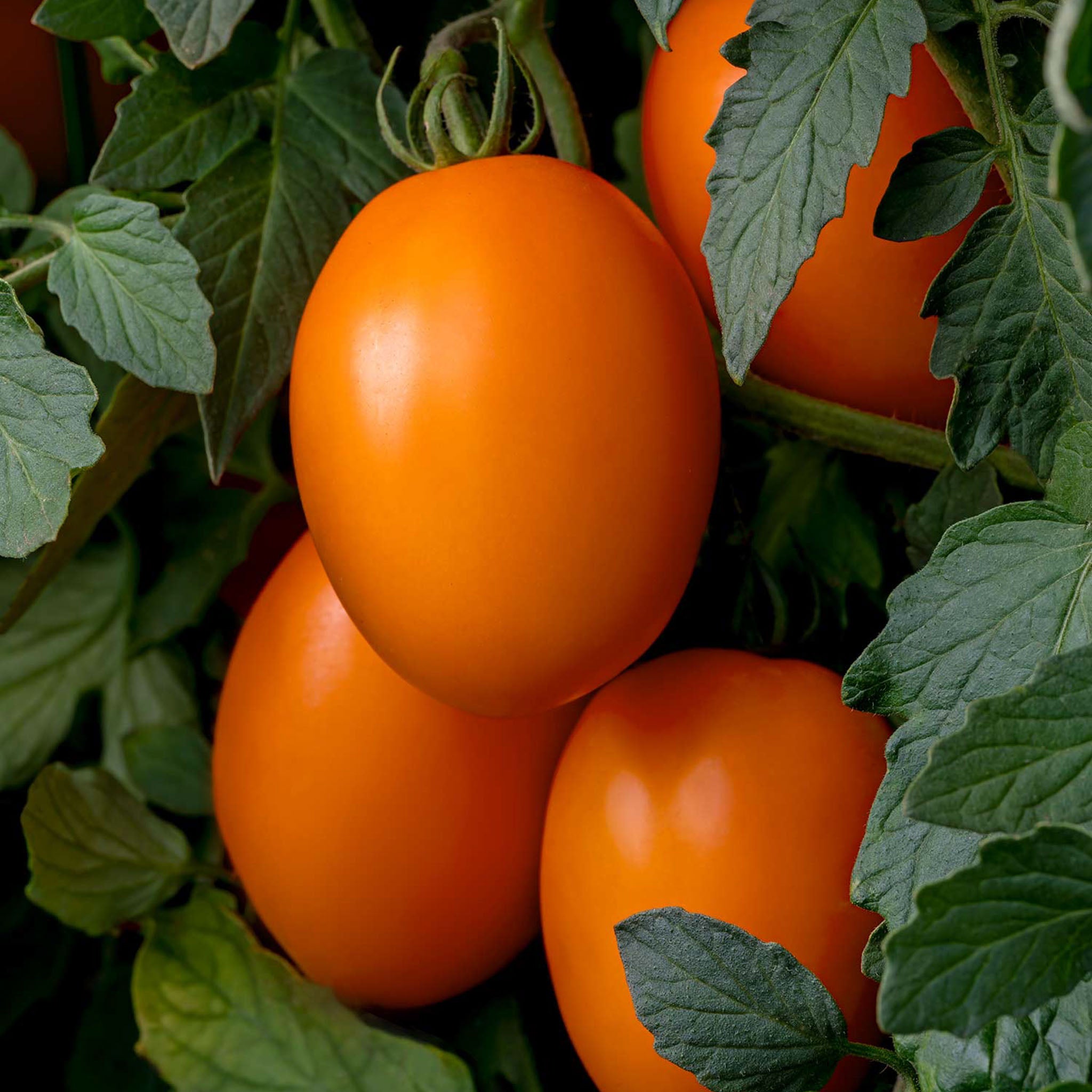 Vivacious Tomato