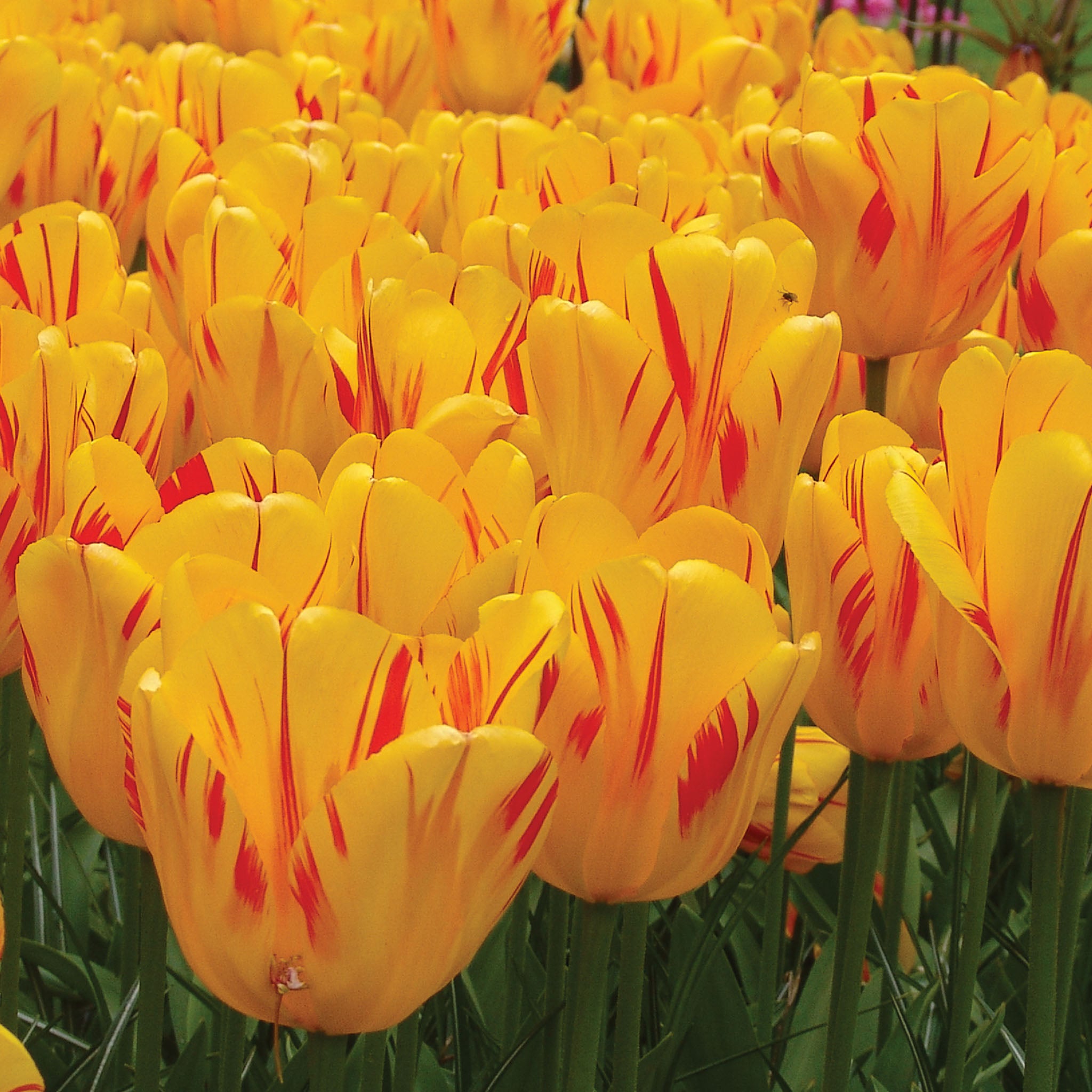 Olympic Flame Tulip Bulbs