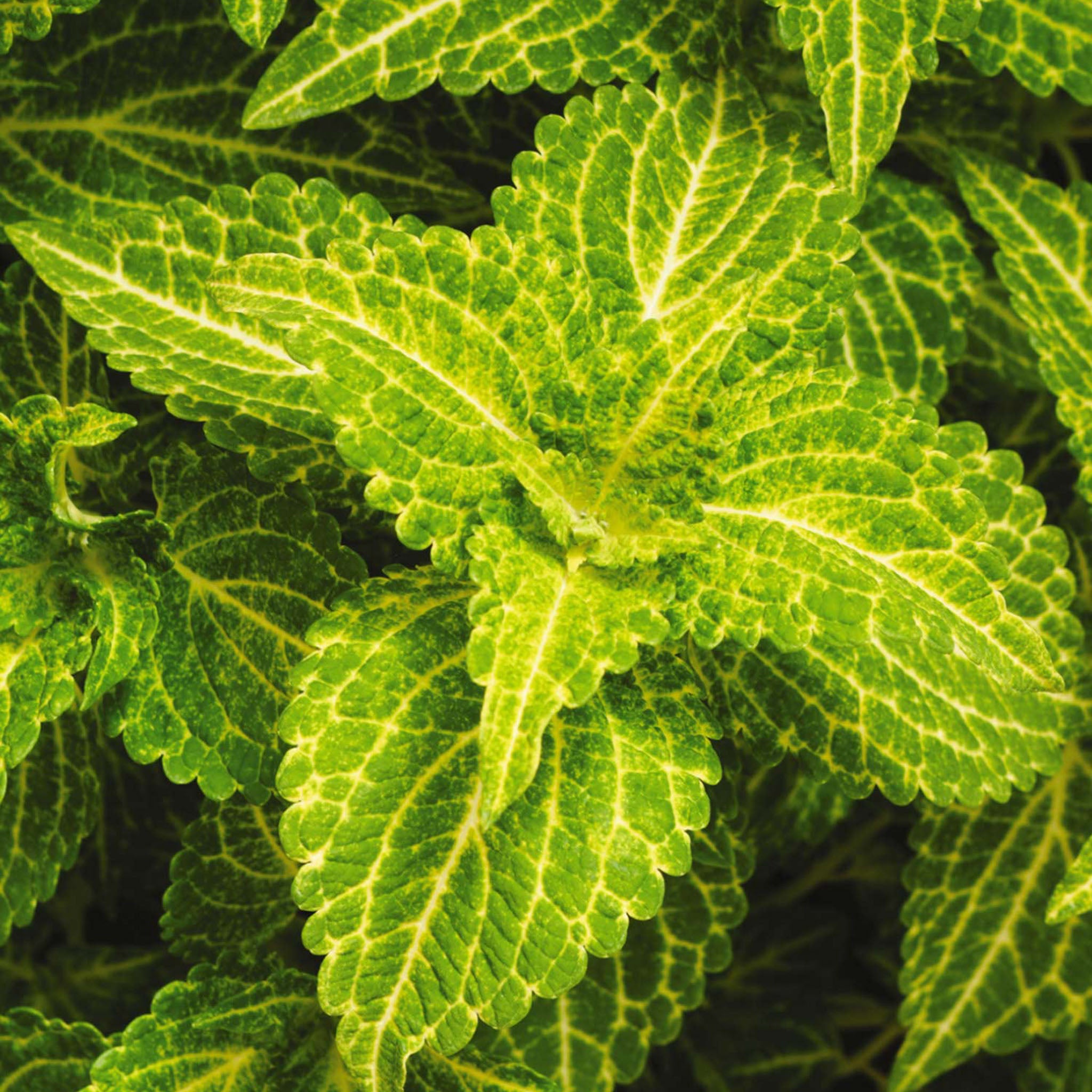 Electric Lime Coleus