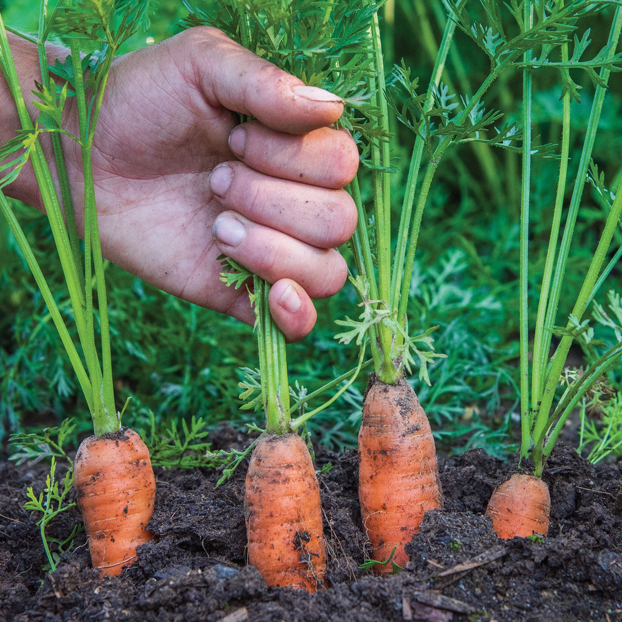 Yaya Organic Carrot