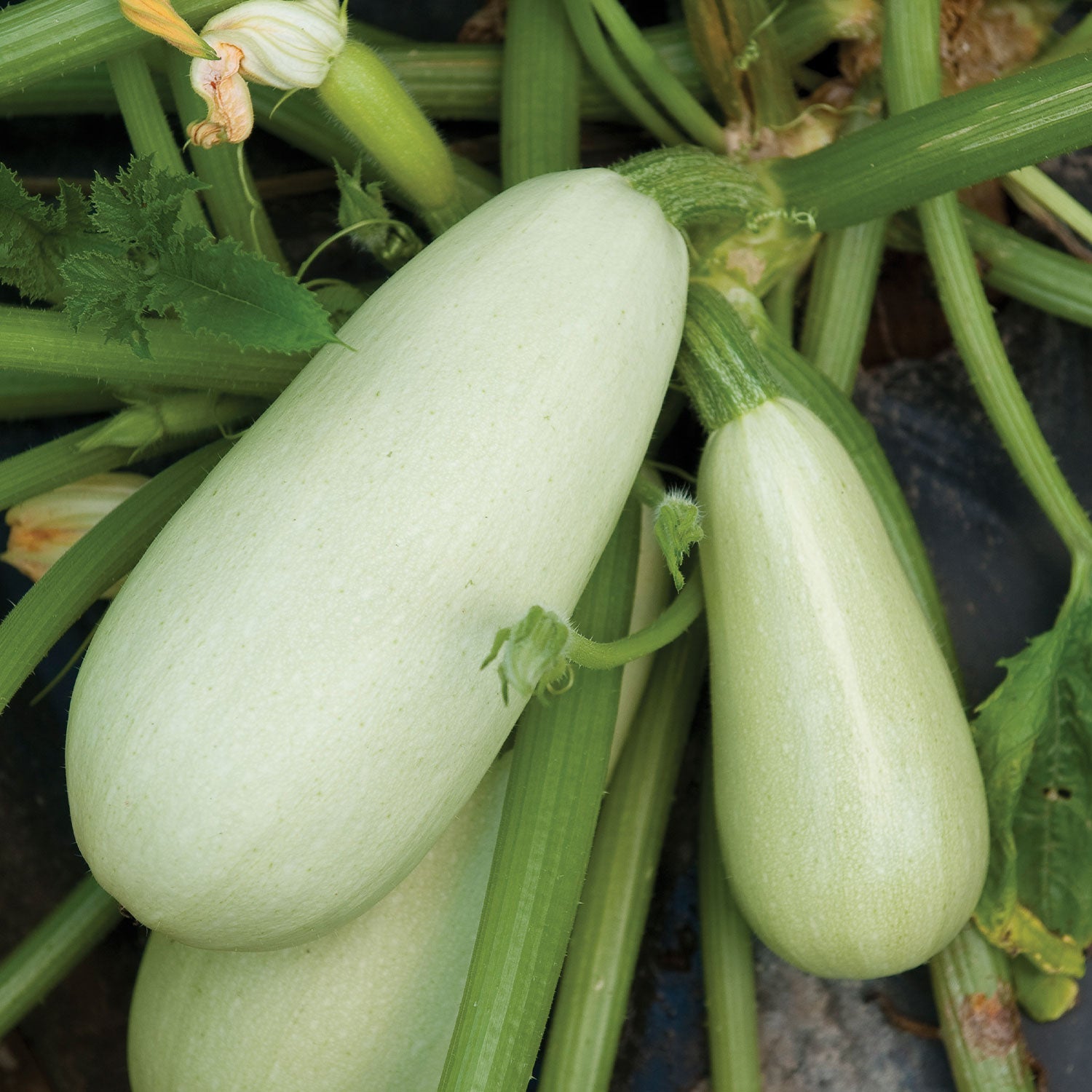 Summer Zucchini Limelight Squash