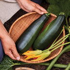 Black Beauty Zucchini Squash