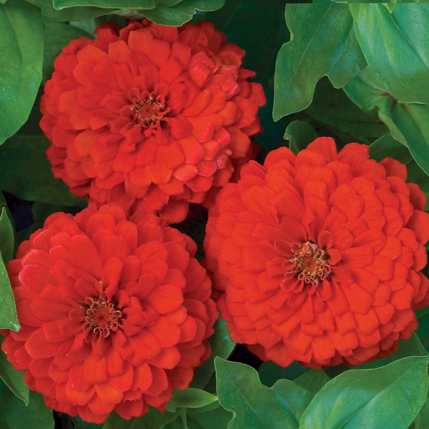 Big Red Zinnia