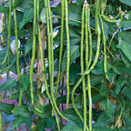 Asparagus Yardlong Bean