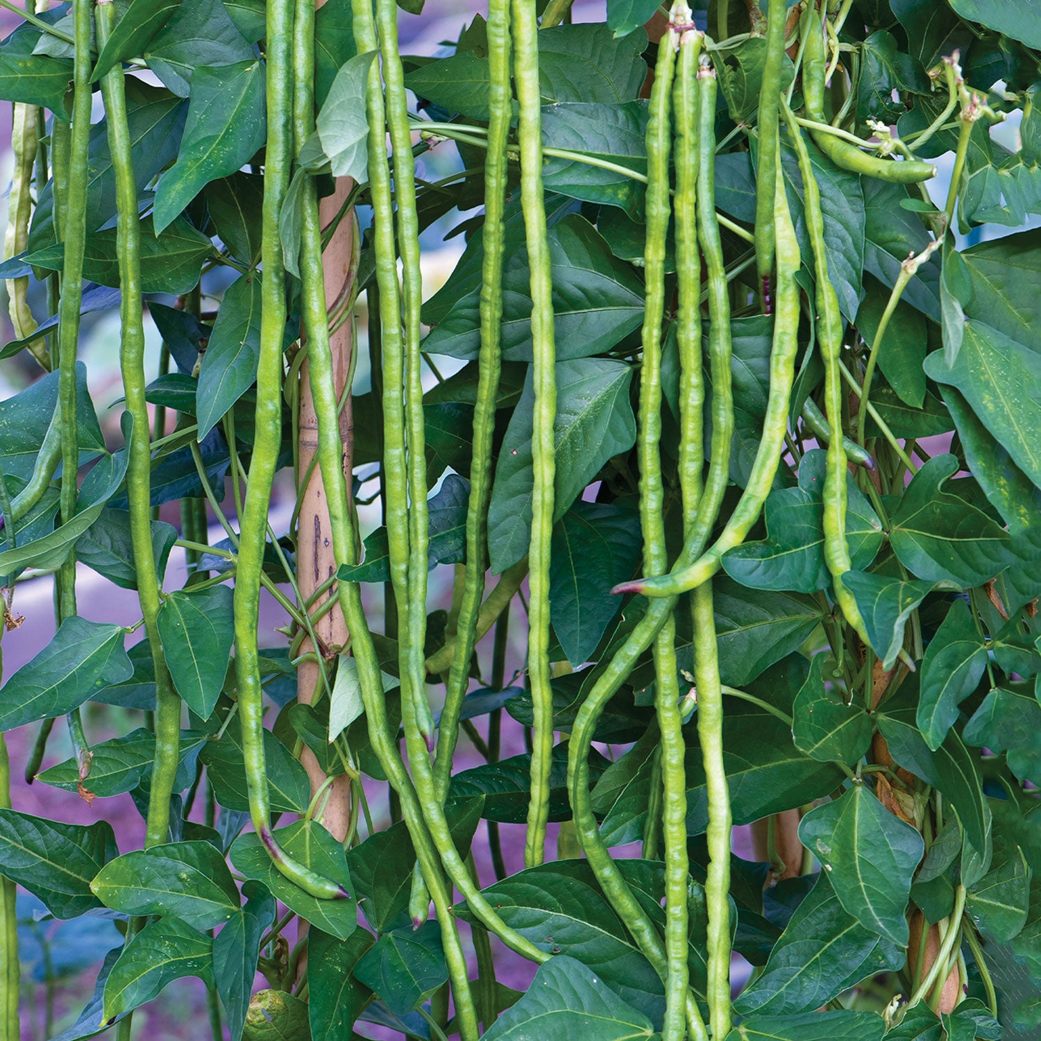 Asparagus Yardlong Bean