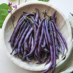Purple Queen Bush Bean