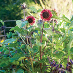 Ms. Mars Sunflower