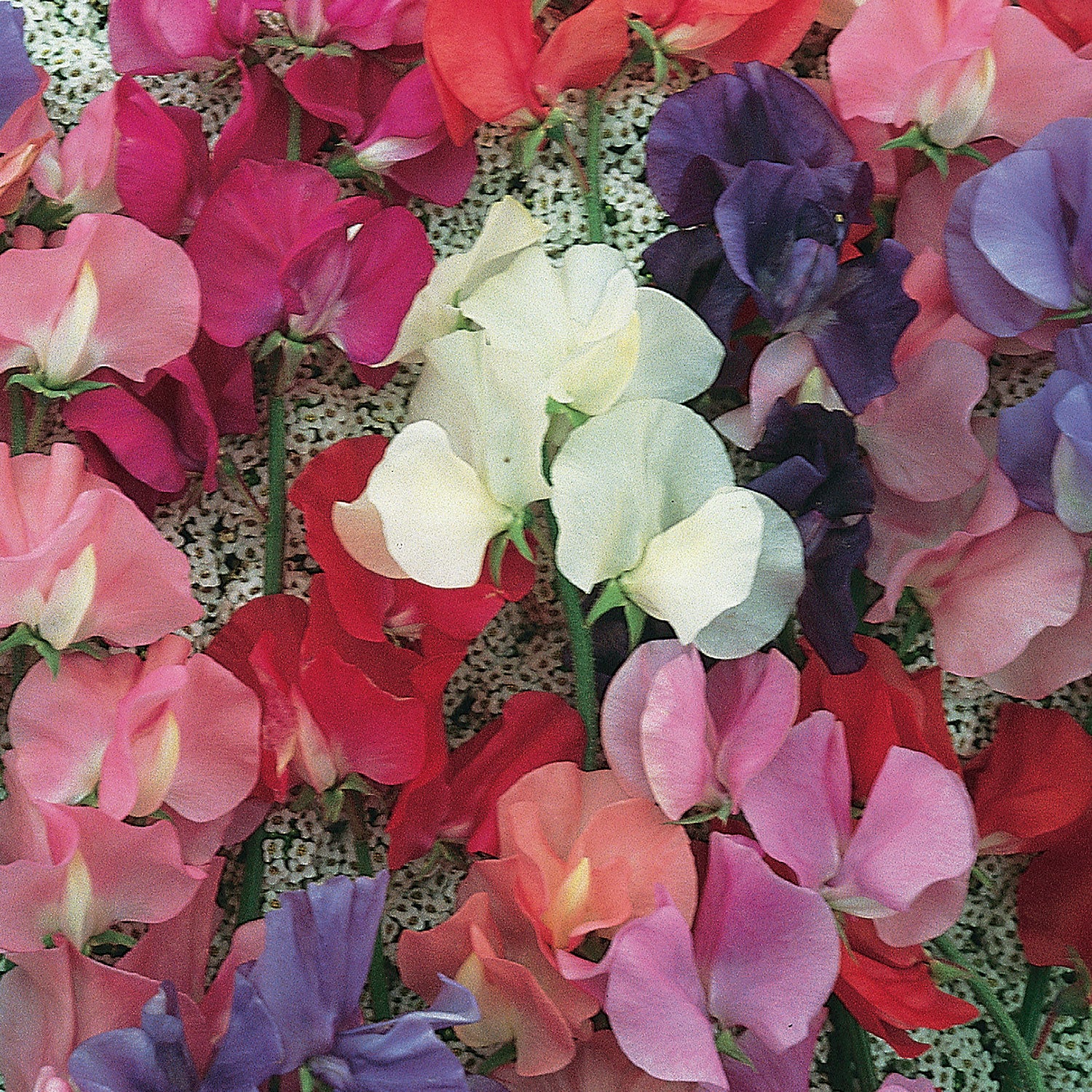 Eckfords Finest Mix Sweet Pea