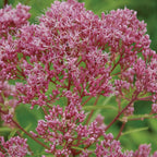 Little Joe Eupatorium Dubium