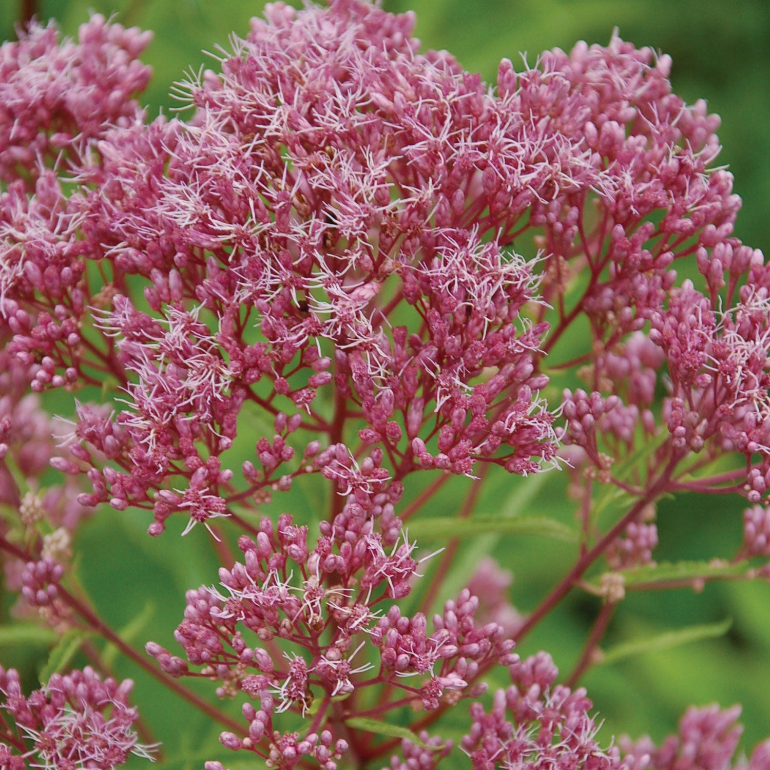 Little Joe Eupatorium Dubium