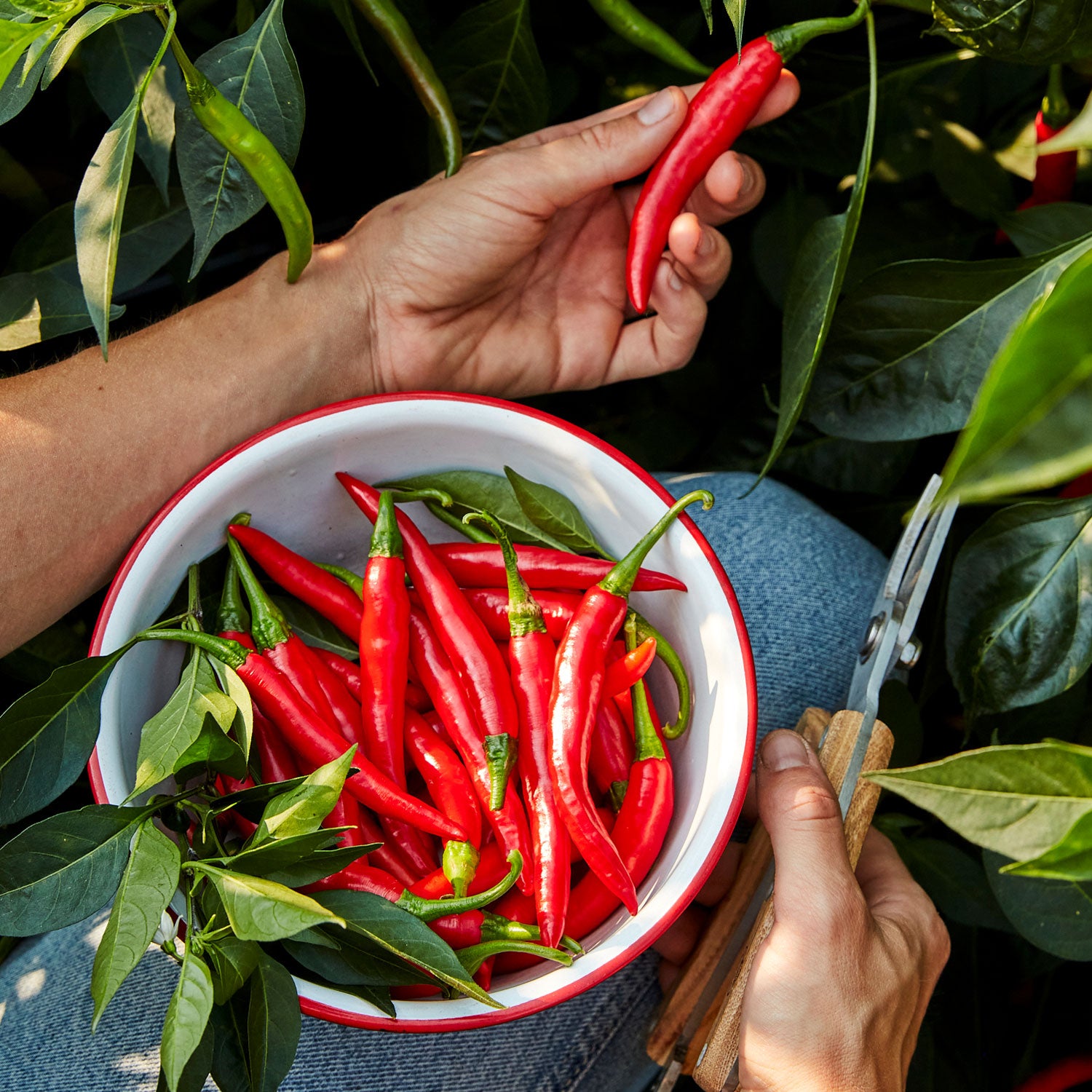 Burpee Garden Sown™ Lavaland Hot Pepper