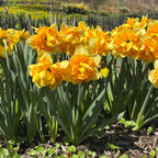 Sun Catchers Daffodil Bulbs